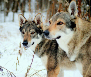 Zusätzliche Fotos: Tschechoslowakische Wolfshundewelpen zu verkaufen