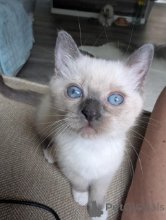 Foto №1. ragdoll-katze - zum Verkauf in der Stadt Korschenbroich | 350€ | Ankündigung № 173641
