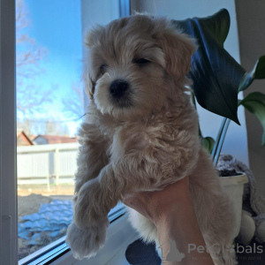 Foto №4. Ich werde verkaufen maltipu in der Stadt Mogilyov. züchter - preis - 781€