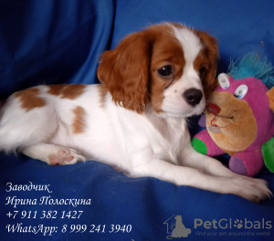 Foto №2 zu Ankündigung № 11578 zu verkaufen cavalier king charles spaniel - einkaufen Russische Föderation züchter