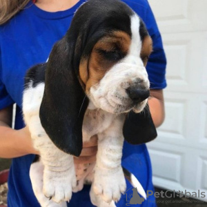 Foto №2 zu Ankündigung № 130441 zu verkaufen basset hound - einkaufen Deutschland 