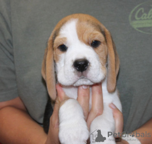 Foto №2 zu Ankündigung № 124732 zu verkaufen beagle - einkaufen Deutschland quotient 	ankündigung