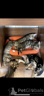 Foto №1. bengal katzenrasse - zum Verkauf in der Stadt Vienna | 500€ | Ankündigung № 118256