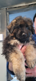 Foto №2 zu Ankündigung № 159969 zu verkaufen deutscher schäferhund - einkaufen USA quotient 	ankündigung