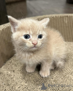 Foto №2 zu Ankündigung № 150618 zu verkaufen hauskatze - einkaufen Deutschland aus dem tierheim, züchter