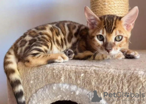 Foto №1. bengal katzenrasse - zum Verkauf in der Stadt Miami Beach | 208€ | Ankündigung № 53422