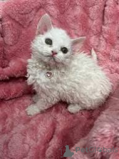 Foto №3. Chatons Selkirk Rex zu verkaufen. Frankreich