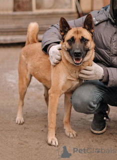 Foto №1. mischlingshund - zum Verkauf in der Stadt St. Petersburg | Frei | Ankündigung № 165127