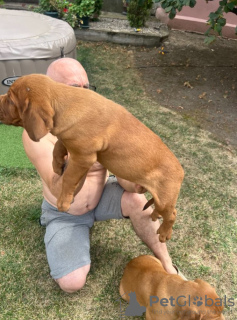 Foto №2 zu Ankündigung № 117008 zu verkaufen dogue de bordeaux - einkaufen Serbien quotient 	ankündigung