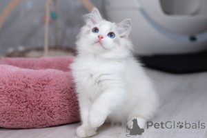 Foto №1. ragdoll-katze - zum Verkauf in der Stadt Tel Aviv | 2656€ | Ankündigung № 140596