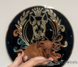 Foto №2 zu Ankündigung № 161326 zu verkaufen  - einkaufen Bosnien und Herzegowina 