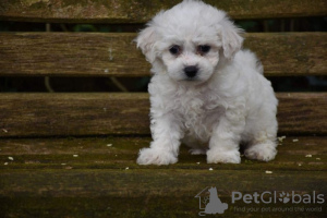 Foto №4. Ich werde verkaufen bichon frisé in der Stadt Jüchen. quotient 	ankündigung - preis - 450€