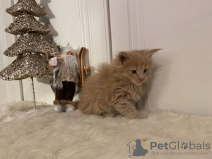 Foto №2 zu Ankündigung № 132167 zu verkaufen  - einkaufen Schweiz 