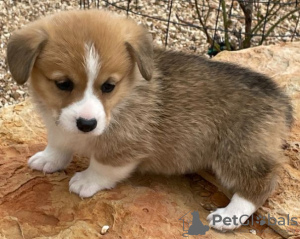 Foto №2 zu Ankündigung № 123835 zu verkaufen welsh corgi - einkaufen Finnland quotient 	ankündigung, züchter