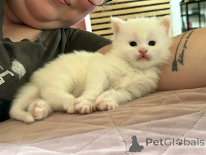 Foto №3. Exotische Kurzhaarkätzchen zur Adoption. Deutschland