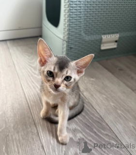 Foto №1. abessinierkatze - zum Verkauf in der Stadt Bayerisch Eisenstein | 350€ | Ankündigung № 173904