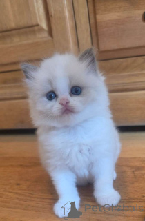 Foto №1. ragdoll-katze - zum Verkauf in der Stadt Malaga | verhandelt | Ankündigung № 176415