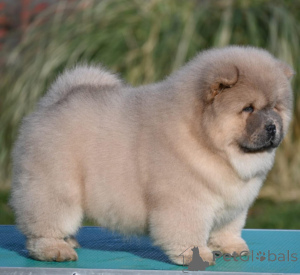 Foto №2 zu Ankündigung № 139196 zu verkaufen pommersche spitz - einkaufen Serbien 