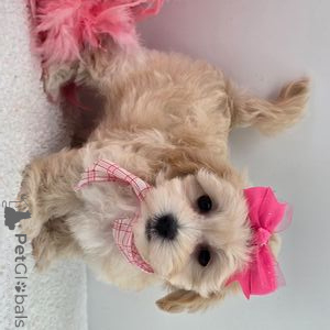 Foto №1. maltipu - zum Verkauf in der Stadt Aarbergen | 350€ | Ankündigung № 151366