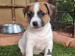 Foto №1. jack russell terrier - zum Verkauf in der Stadt Steinbach-Hallenberg | 700€ | Ankündigung № 167637