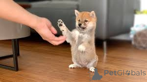 Foto №3. Shiba Inu Welpen. Deutschland