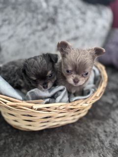 Foto №2 zu Ankündigung № 143855 zu verkaufen chihuahua - einkaufen USA quotient 	ankündigung