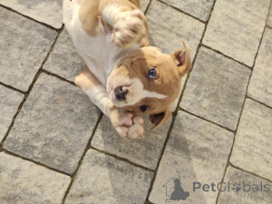 Foto №3. Dominika Trzuskot. Polen