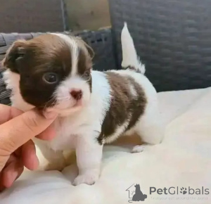 Foto №1. chihuahua - zum Verkauf in der Stadt Mielec | verhandelt | Ankündigung № 167360