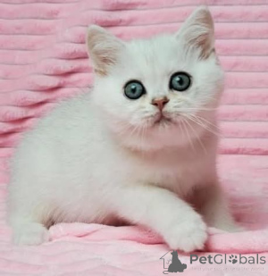 Foto №1.  - zum Verkauf in der Stadt Asche | Frei | Ankündigung № 163570