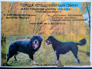 Foto №1. mongolischer wolfshund der burjaten - zum Verkauf in der Stadt Белоозёрский | 700€ | Ankündigung № 13872