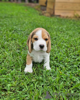 Foto №2 zu Ankündigung № 130795 zu verkaufen beagle - einkaufen Deutschland quotient 	ankündigung