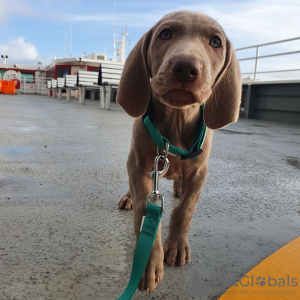 Foto №1. weimaraner - zum Verkauf in der Stadt Gotland | 550€ | Ankündigung № 119449