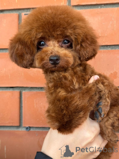 Foto №2 zu Ankündigung № 155083 zu verkaufen pudel (zwerg) - einkaufen Russische Föderation 