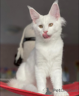 Foto №2 zu Ankündigung № 163465 zu verkaufen maine-coon-katze - einkaufen Deutschland züchter