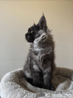 Foto №3. Maine-Coon-Kätzen Verkaufen. Deutschland