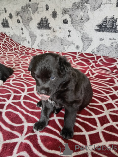 Foto №2 zu Ankündigung № 58080 zu verkaufen mischlingshund - einkaufen Weißrussland quotient 	ankündigung