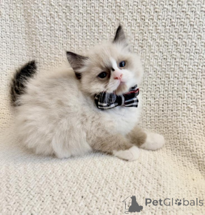 Foto №1. ragdoll-katze - zum Verkauf in der Stadt Delémont | 350€ | Ankündigung № 178743