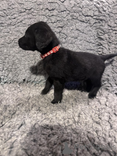 Foto №1. labrador retriever - zum Verkauf in der Stadt Manchester | verhandelt | Ankündigung № 166832