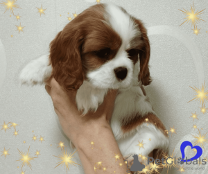 Foto №2 zu Ankündigung № 69705 zu verkaufen cavalier king charles spaniel - einkaufen Weißrussland züchter