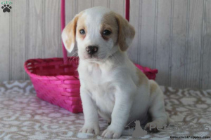 Foto №1. beagle - zum Verkauf in der Stadt East Texas | 379€ | Ankündigung № 69914