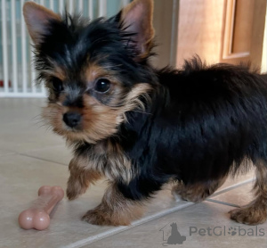 Foto №2 zu Ankündigung № 164486 zu verkaufen yorkshire terrier - einkaufen Finnland züchter