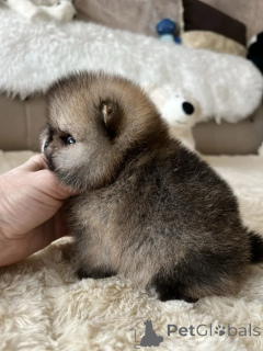 Foto №1. pommersche spitz - zum Verkauf in der Stadt München | verhandelt | Ankündigung № 165635