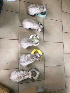 Foto №3. Schöne bengalische Katze. Katar