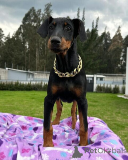 Foto №2 zu Ankündigung № 169794 zu verkaufen dobermann - einkaufen Schweden 