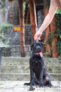 Foto №4. Ich werde verkaufen cane corso italiano in der Stadt Loznica. züchter - preis - verhandelt