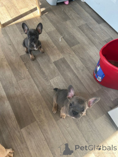 Foto №3. Kc registrierte französische Bulldoggen. WhatsApp an mich unter 44 7453 907158. Großbritannien