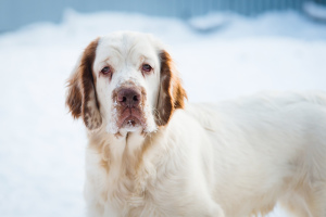 Foto №2 zu Ankündigung № 4709 zu verkaufen clumber spaniel - einkaufen Russische Föderation vom kindergarten