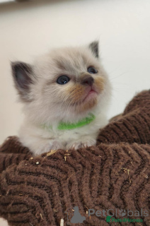 Foto №3. Versiegelungspunkt Ragdoll-Kätzen. Deutschland