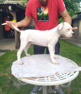 Foto №4. Ich werde verkaufen american bulldog in der Stadt Kovin. züchter - preis - verhandelt