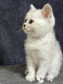 Foto №1. schottische faltohrkatze - zum Verkauf in der Stadt Minsk | 125€ | Ankündigung № 164179